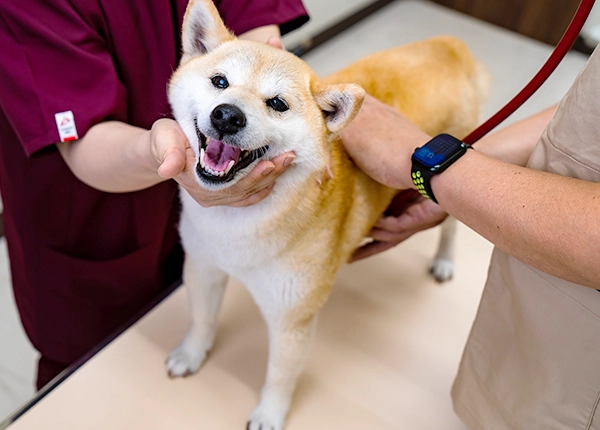 患者様のご紹介について