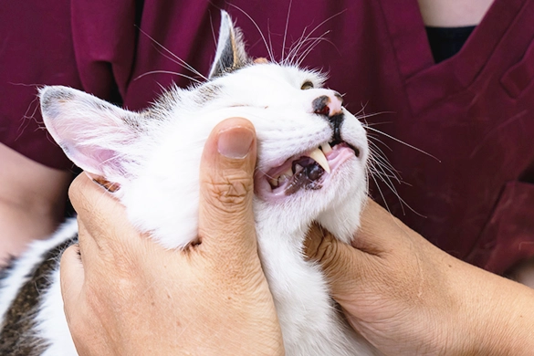 写真：猫の歯科の専門的な診断・治療