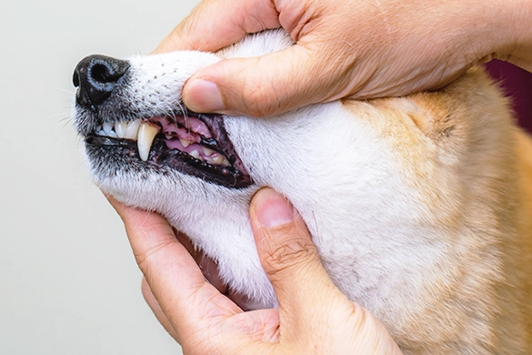 写真：犬の歯科の専門的な診断・治療