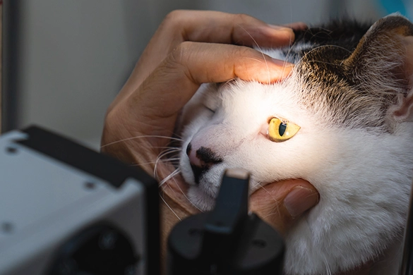 写真：猫の眼科の専門的な診断・治療