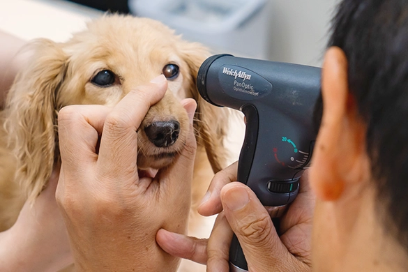 写真：犬の眼科の専門的な診断・治療