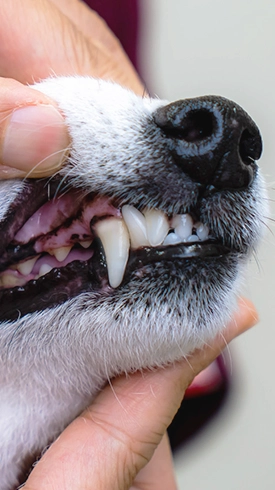 写真：動物歯科