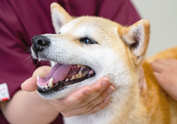 写真：歯科のご案内